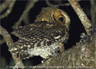 Flammuated Owl