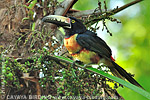 Collared Aracari