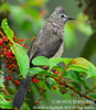 Gray Silky-Flycatcher