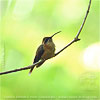 Stripe-throated Hermit