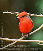 Vermilion Flycatcher