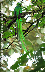 male Resplendent Quetzal