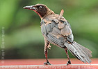 Great-tailed Grackle