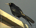 Great-tailed Grackle