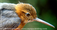 Long-billed Gnatwren