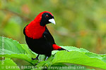 Crimson-collared Tanager