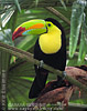 Keel-billed Toucan