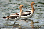 American Avocet