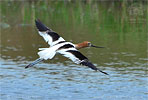 American Avocet