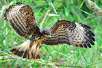 Snail Kite