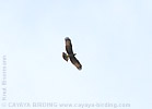 Snail Kite