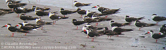 Black Skimmer