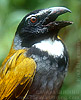 Black-headed Saltator