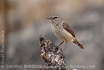 Rock Wren 