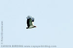 King Vulture