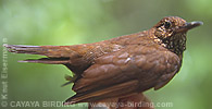 Scaly-throated Leaftosser