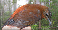 Tawny-throated Leaftosser