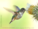 female Broad-tailed Hummingbird