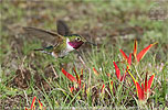 male Broad-tailed Hummingbird