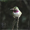 male Broad-tailed Hummingbird