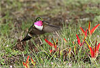 male Broad-tailed Hummingbird