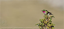 male Broad-tailed Hummingbird