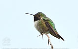 male Broad-tailed Hummingbird