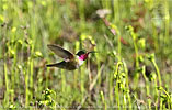 male Broad-tailed Hummingbird