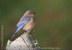 Eastern Bluebird