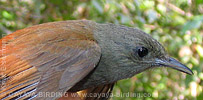 Olivaceous Woodcreeper