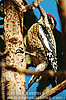 Yellow-bellied Sapsucker