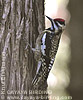 Yellow-bellied Sapsucker