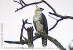 Ornate Hawk-Eagle