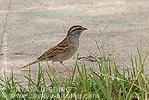 Chipping Sparrow