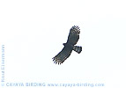 Black Hawk-Eagle