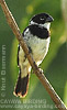 White-collared Seedeater