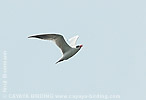 Caspian Tern