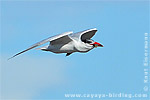 Caspian Tern