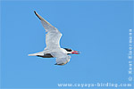 Caspian Tern