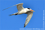 Elegant Tern