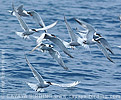 Common Tern