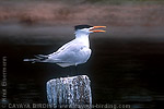 Royal Tern