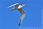 Royal Tern