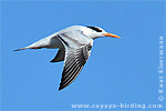 Royal Tern