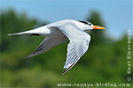 Royal Tern