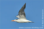 Royal Tern