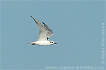 Gull-billed Tern