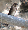 Ridgway's  Rough-winged Swallow