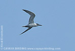 Sandwich Tern