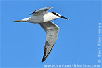 Sandwich Tern